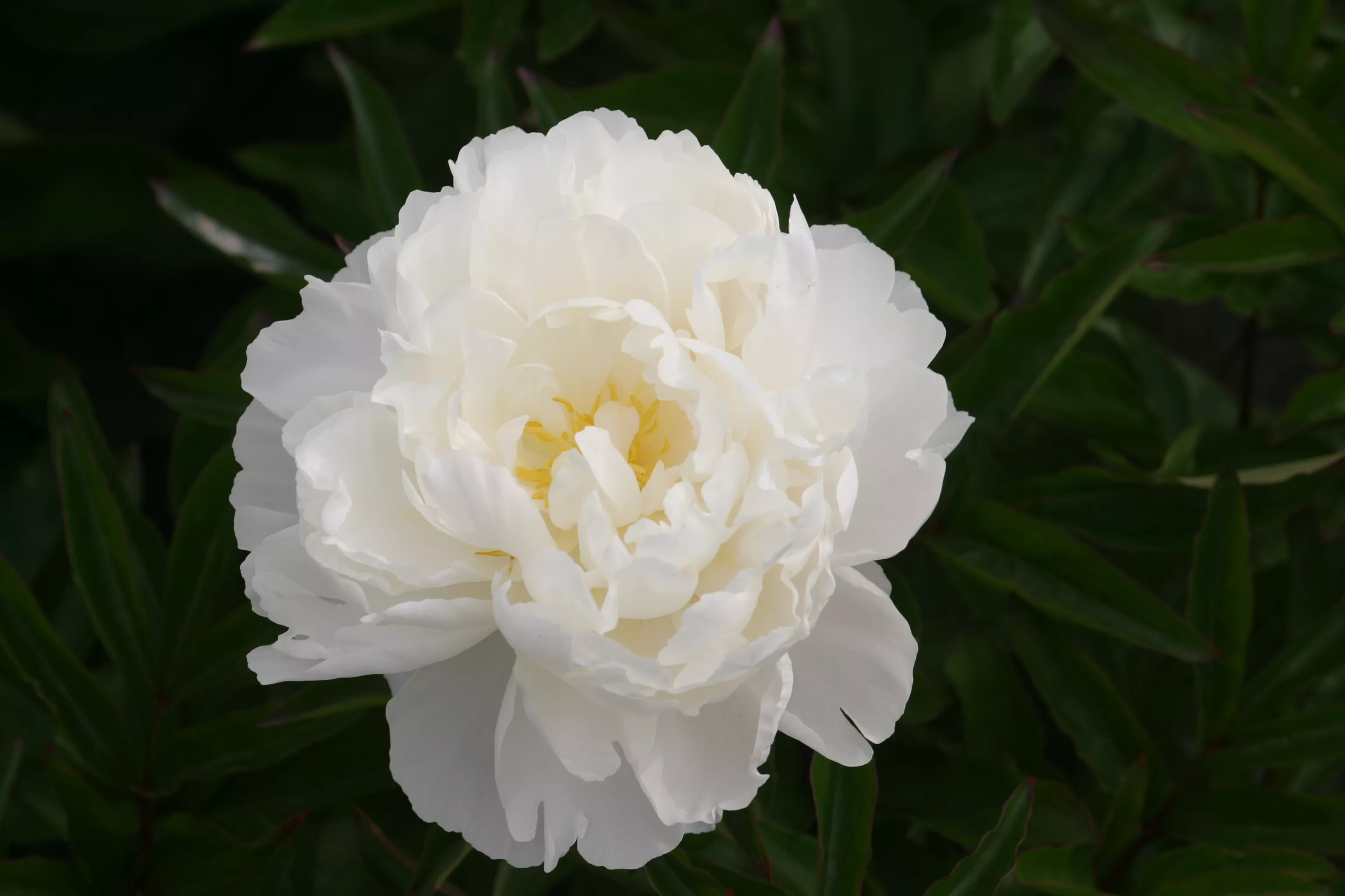 Пион Гардениа v5 Tim 