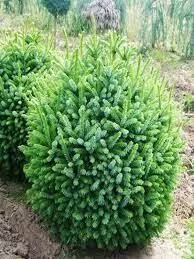 Ель сербская Нана v20 60-80 Bor 