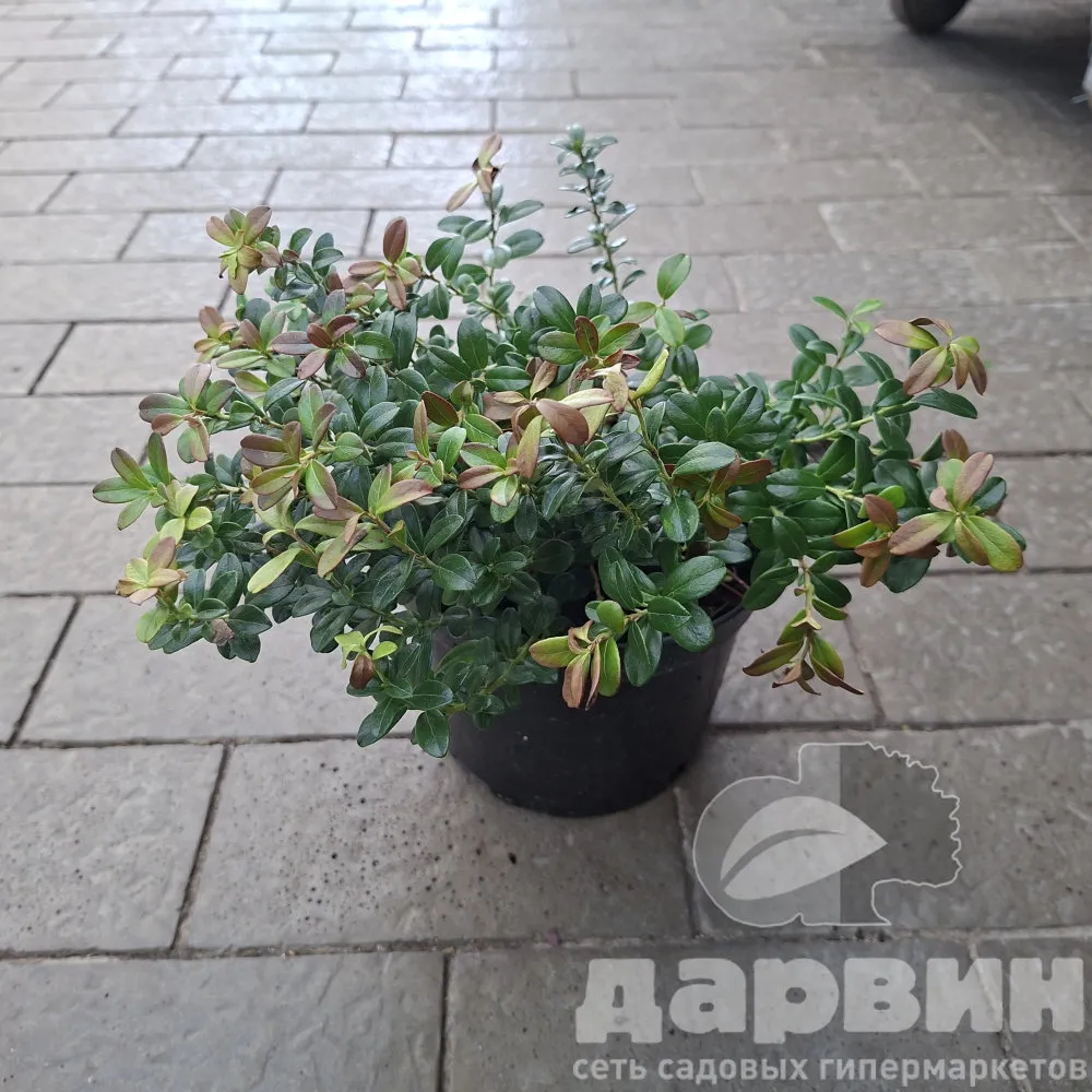 Брусника Амерленд с2 (2) ватермарка