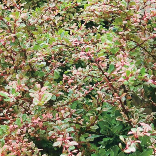 Барбарис тунберга Наташа с2 Kur 