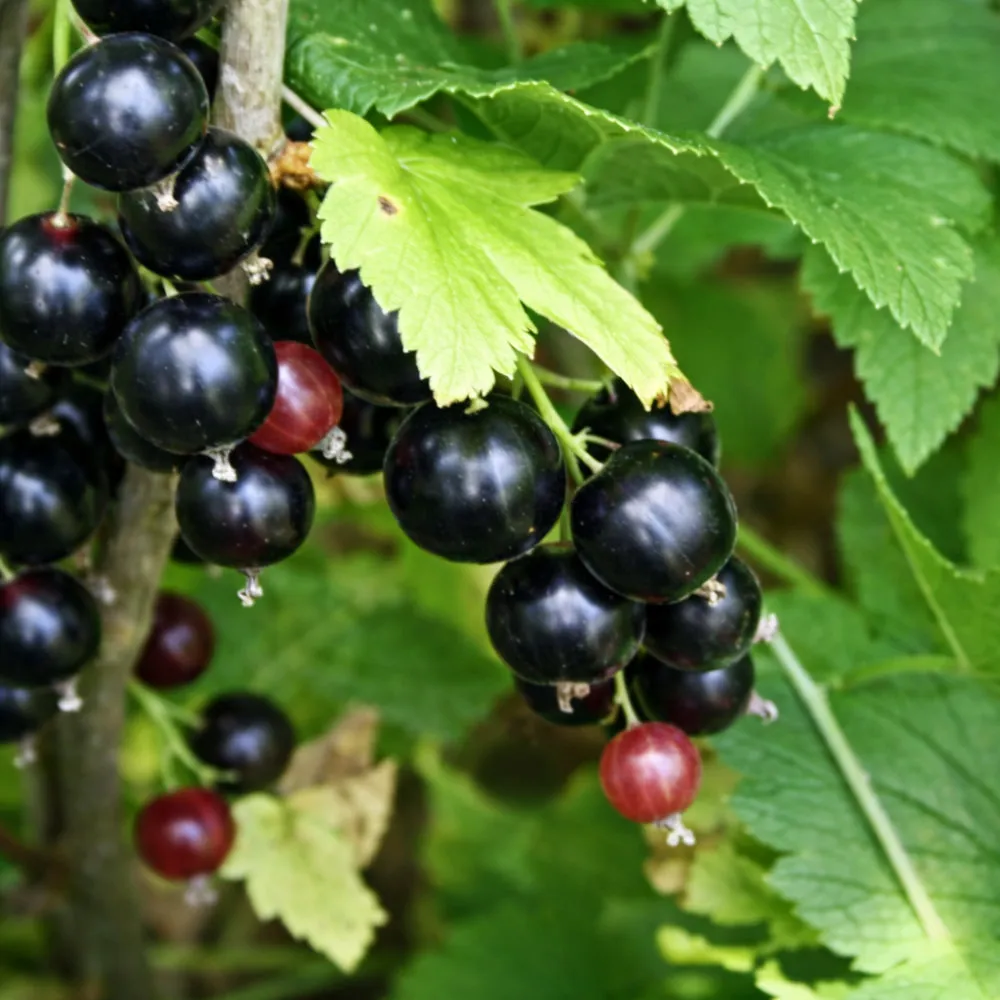 Смородина Селеченская черн h40-60 v5 Lav 