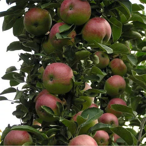 Яблоня колонновидная в сортах 4-х летка (элит) 