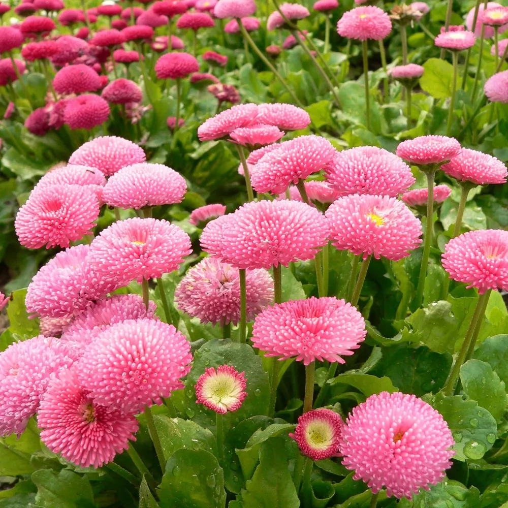 Маргаритка многолетняя Р9 Изм 