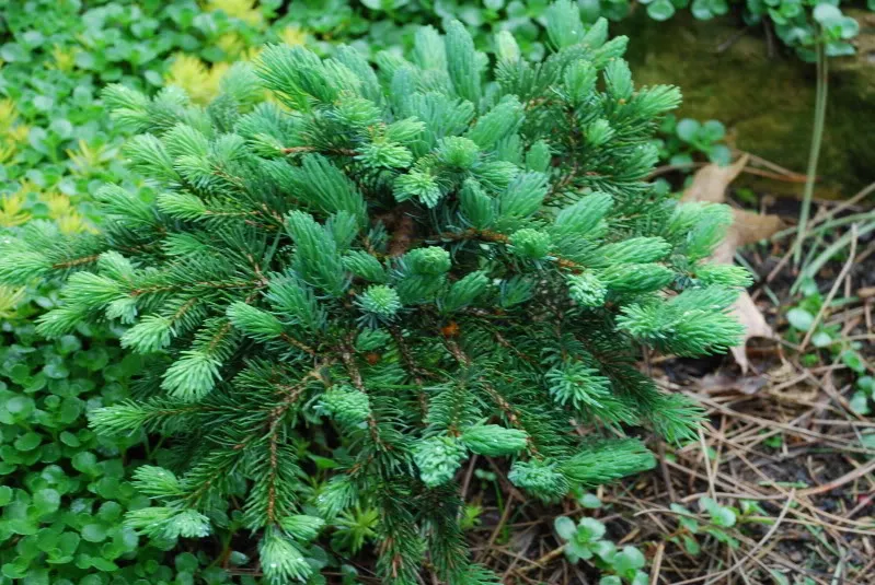 Ель мариорика Мачала 30-40см Lav 