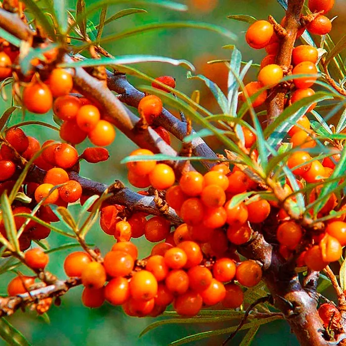 Облепиха Любимая v5 Tim 