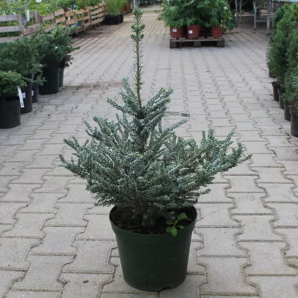 Пихта корейская "Силберлок" 30-40 