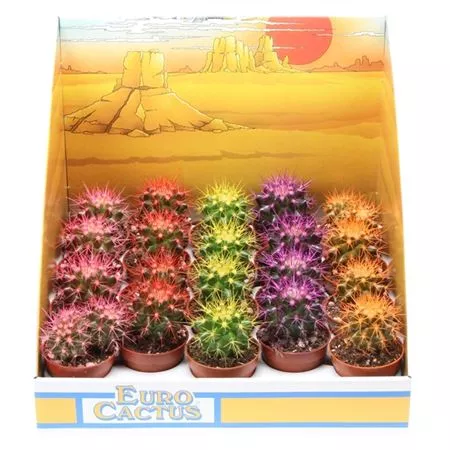 Эхинокактус Грузони заснеженный d6 h10 