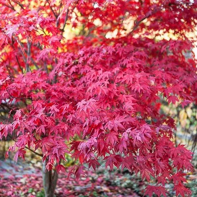 Клен пальматум в асс. Р19 h40-50 