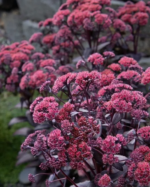 Седум Черри Траффл d12 ХР 