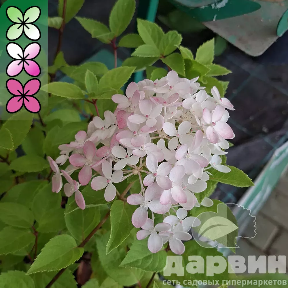 Гортензия метельчатая Бомбшелл с5 FD 