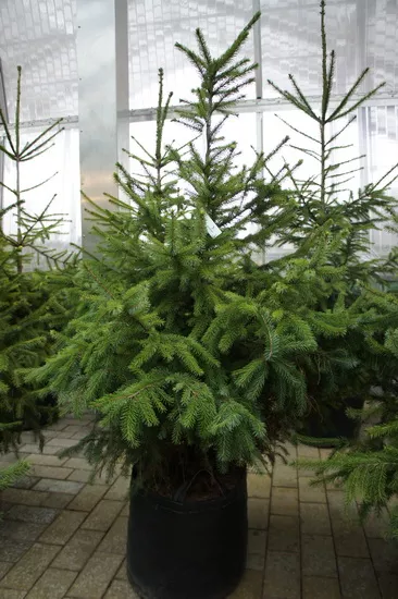 Ель сербская 60-80см 