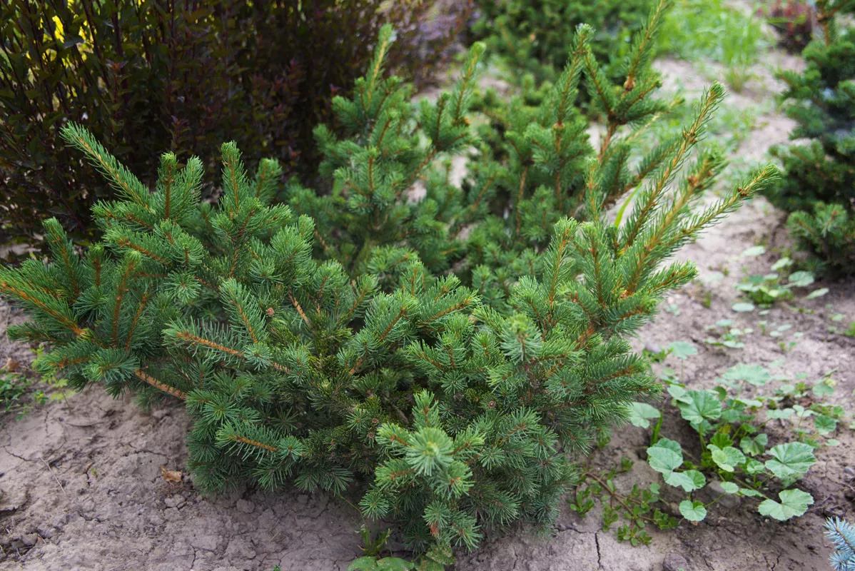 Ель колючая Лаки Страйк v7,5 30-40 Tw 