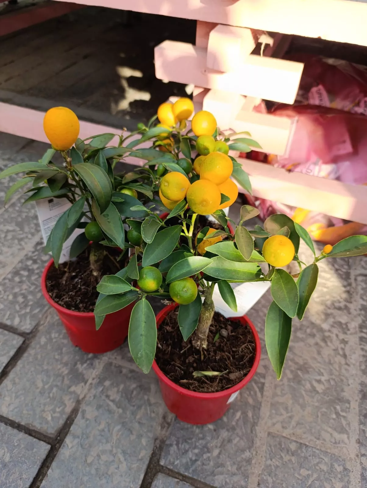 Цитрофортунелла Кумкват штамб d12 h25 