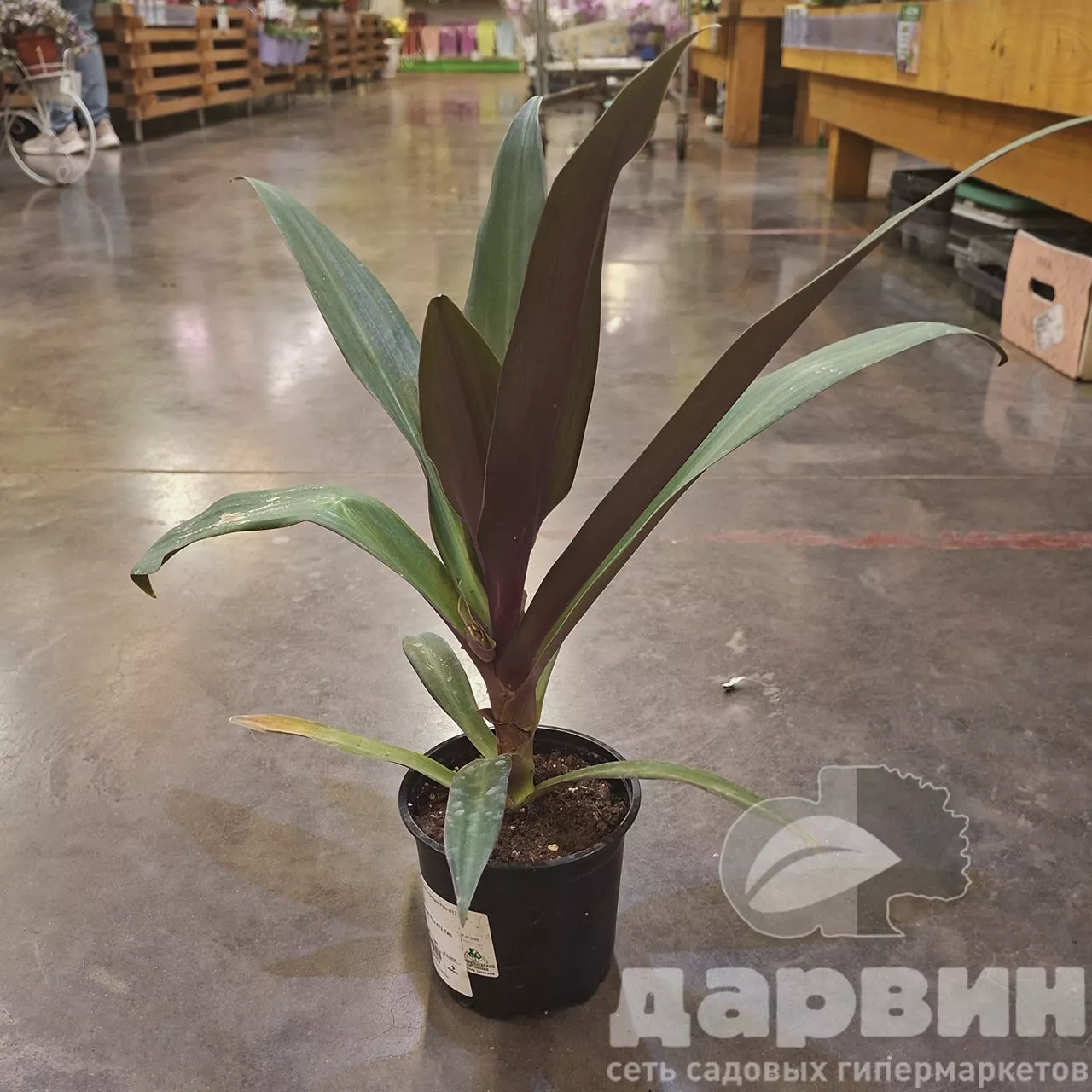 Традесканция Рео d12 Tim 