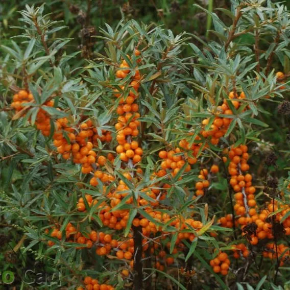 Облепиха Херго v2 CL 