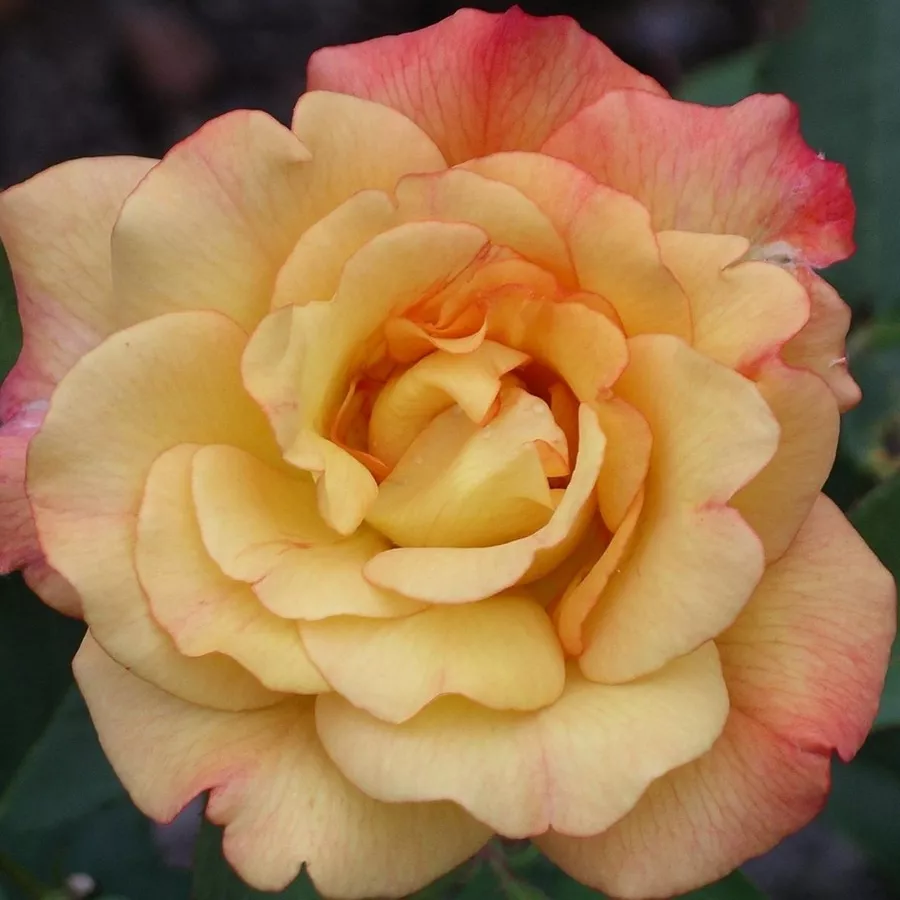 Роза чайно-гибридная Пис в коробке ZP 