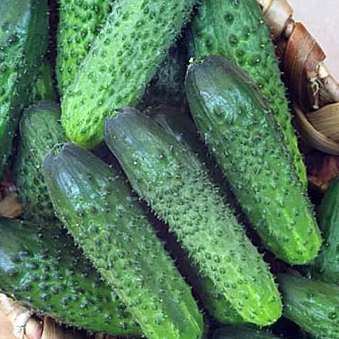 Семена Огурец партенокарпический Берендей F1, 10 шт Гавриш 