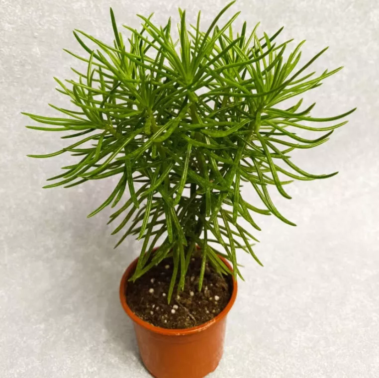 Пеперомия Невада d12 ХР 