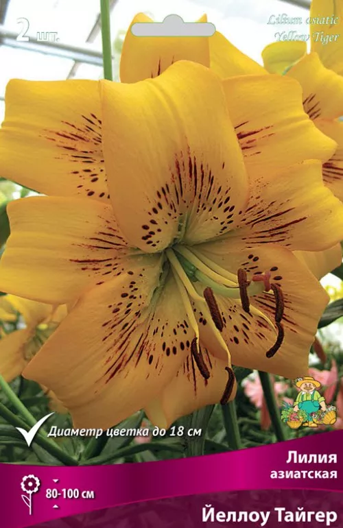 Луковица Лилия азиатская Йеллоу Тайгер 14/16  2шт. Поиск 
