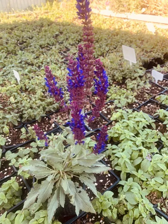 Корневище Сальвия дубравная Шалфей Адора Блу 1шт. Поиск 