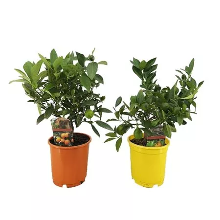 Цитрус микс d14 h40 