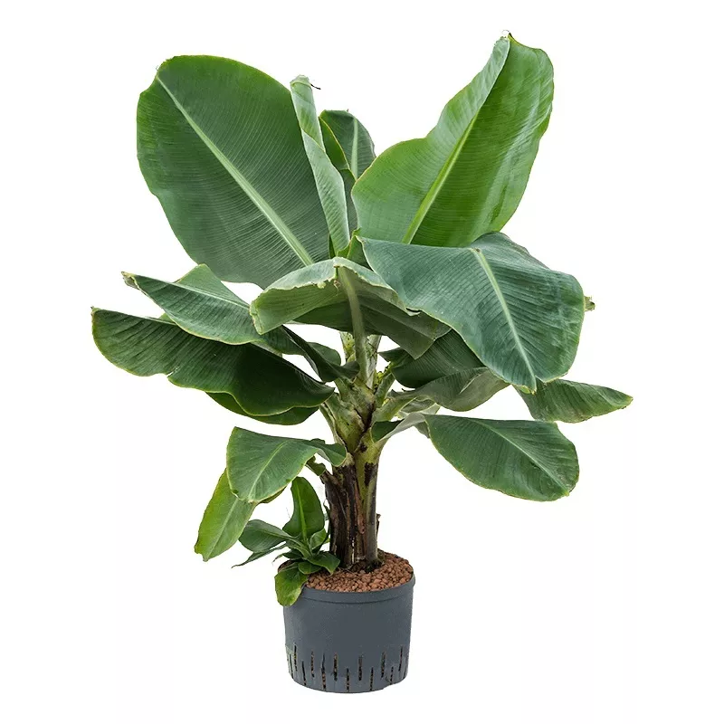 Муса (Банан) d21 h80 