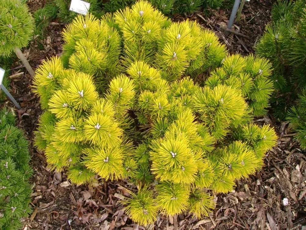 Сосна горная Карстен Винтер Голд Р23 25-30 Tw 