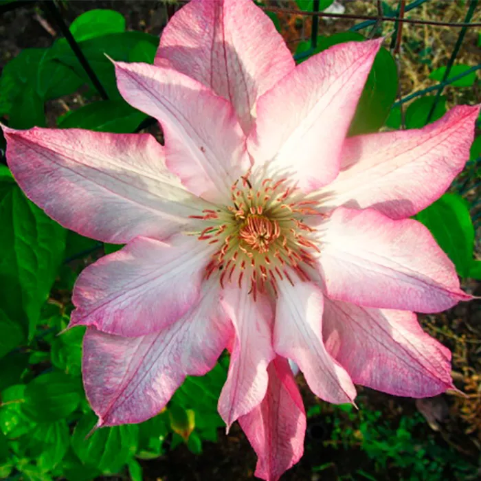 Клематис Роран Р9 CL 