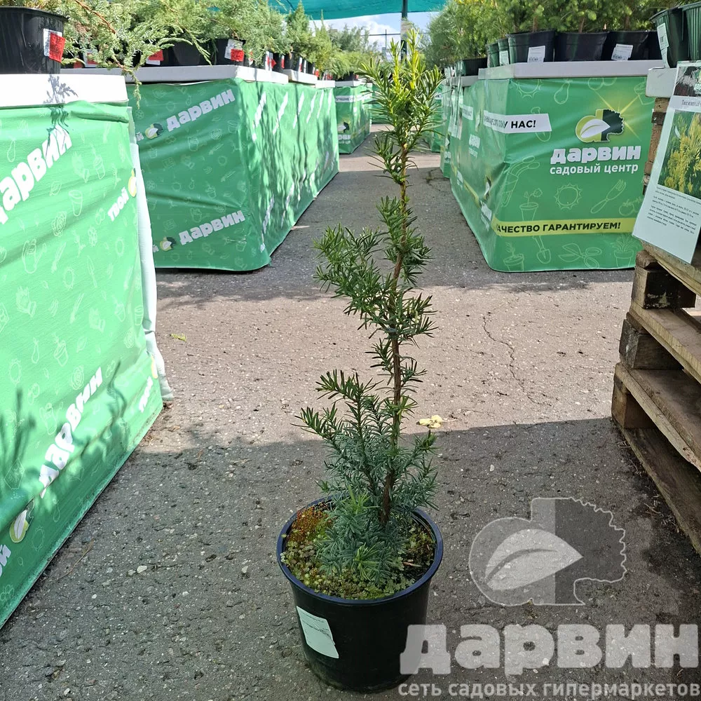 Тисс средний Хикси v5 Lav 