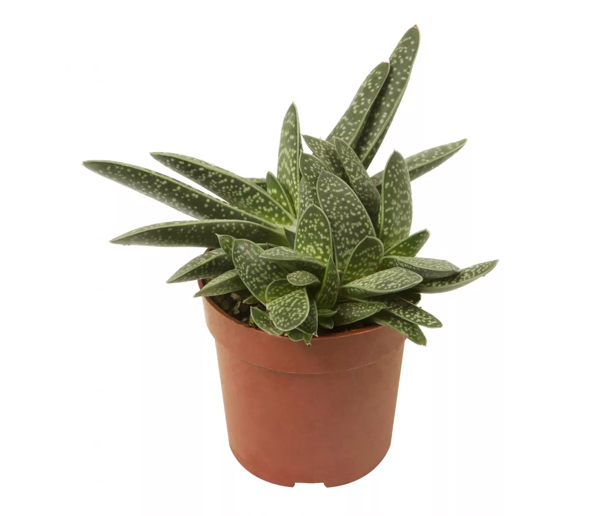 Гастерия Биг Бен d5 h10 