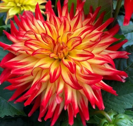 Клубень Георгина кактусовидная Икарус II 1шт 