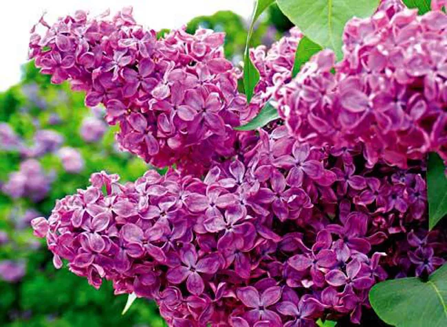 Сирень обыкновенная Индия h60-80 v5 Tim 