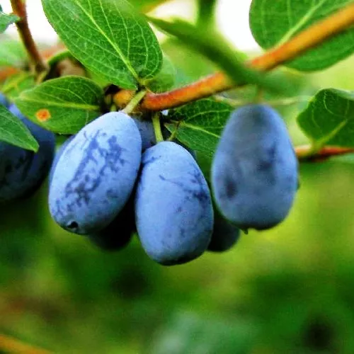 Жимолость плодовая в асс Р9-с2 ЦО 