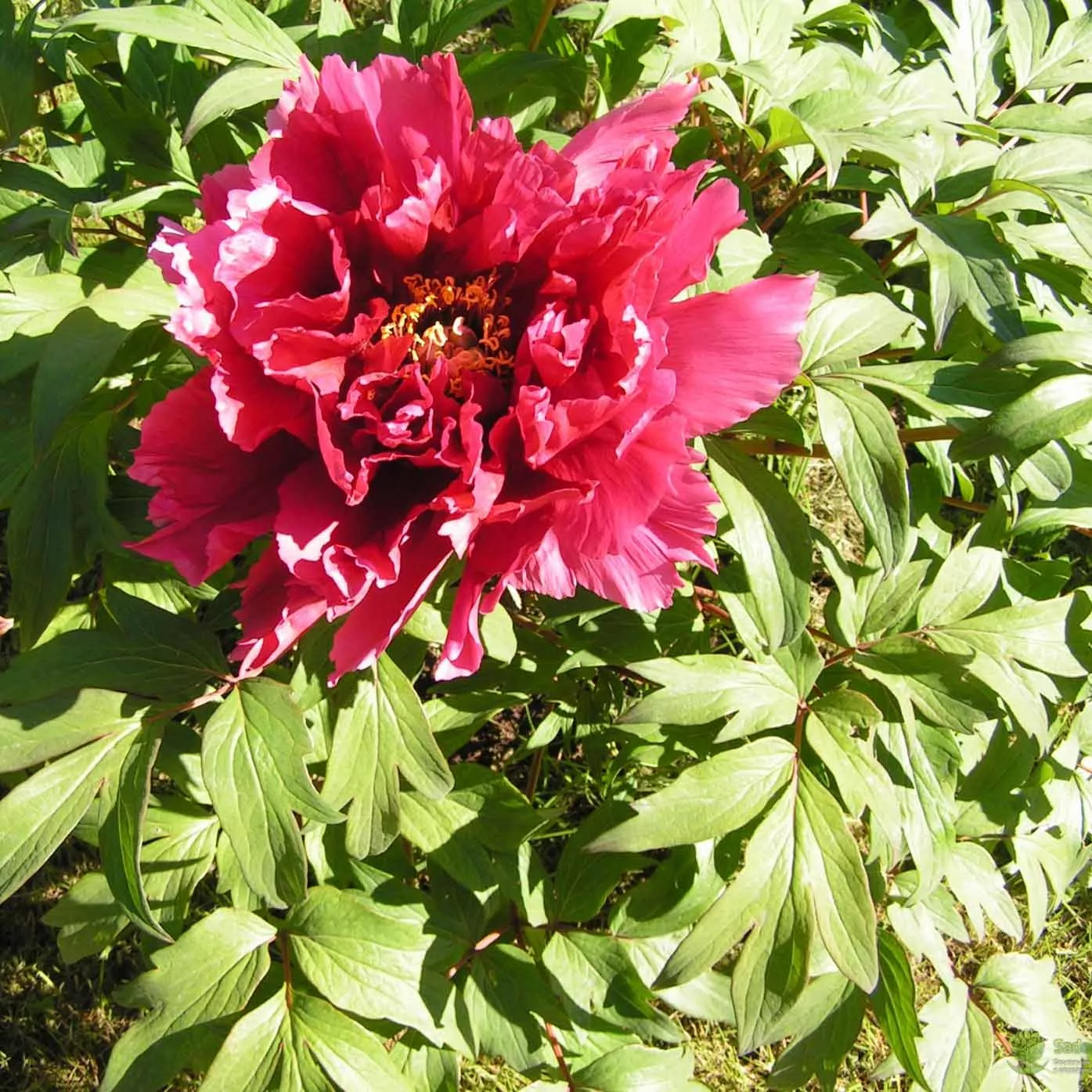 Пион древовидный в ассортименте v4 Tw 