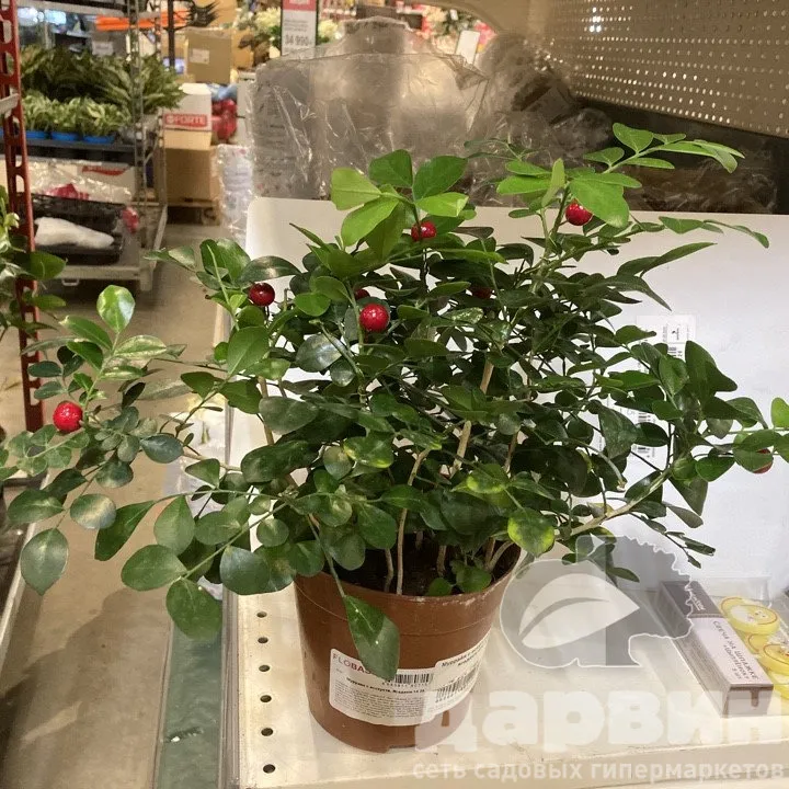 Муррайя с искусственными ягодами d14 h26 