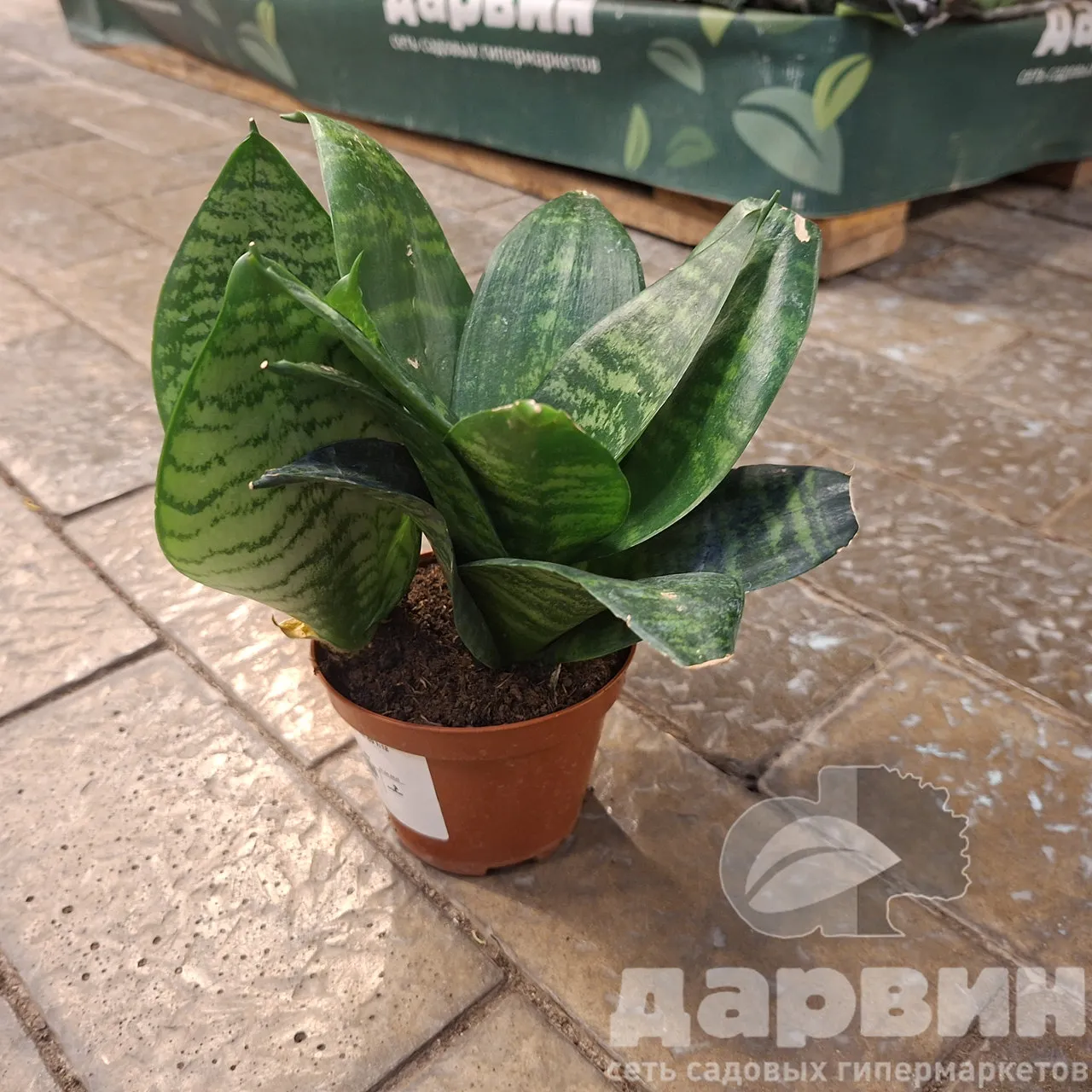 Сансевиерия микс д9 х18 (2) WM