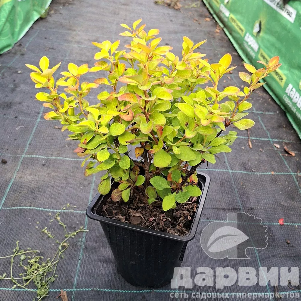Барбарис тунберга Лимончелло v2 Lav 