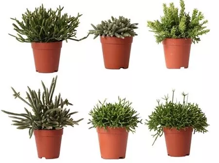 Рипсалис микс d8 h10 