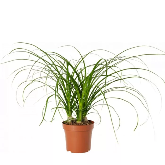 Нолина d12 h20 ХР 