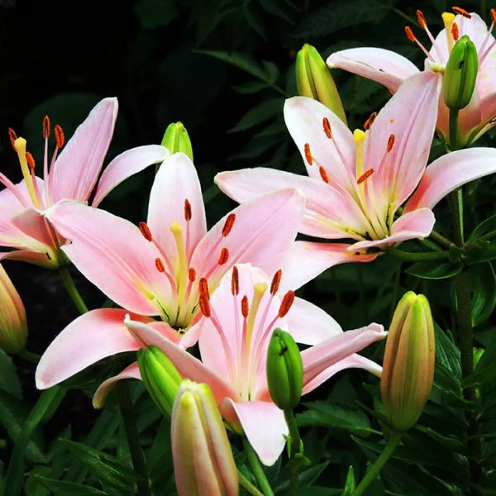 Луковица Лилии Кьянти 14/16 3 шт 