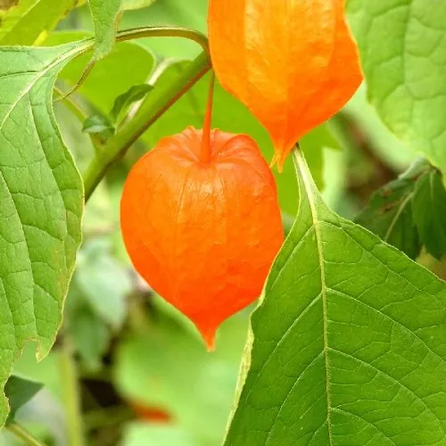 Физалис обыкновенный С5 