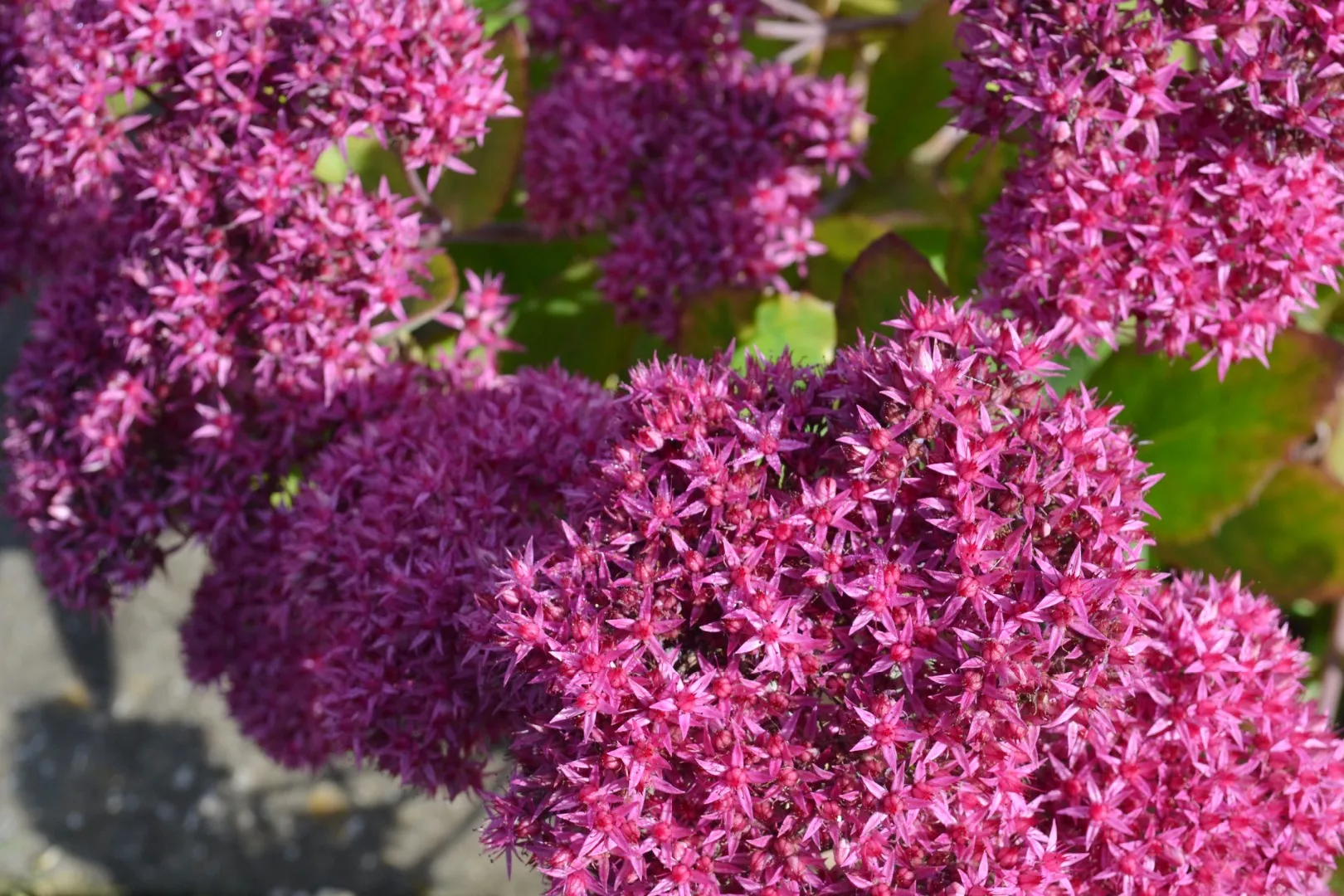 Седум Мистер Гудбуд d12 ХР 