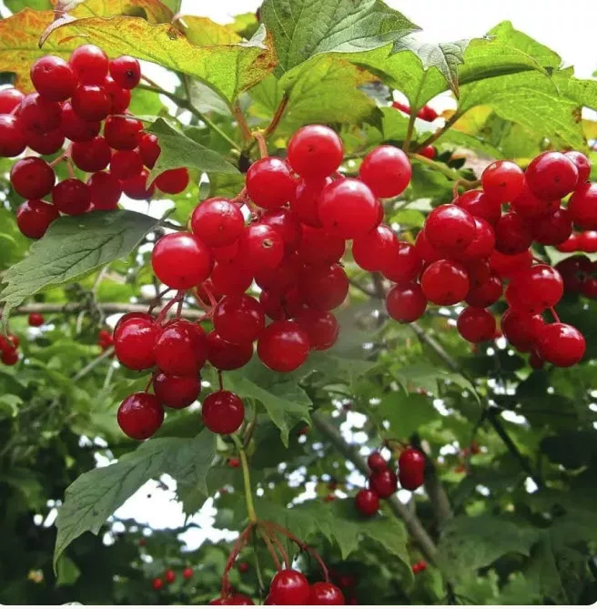 Калина сладкоплодная Вигорова v5 ХР 