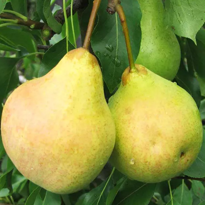 Груша Любимица Яковлева 3-х летка Tim по цене  Груша Любимица Яковлева 3-х летка Tim