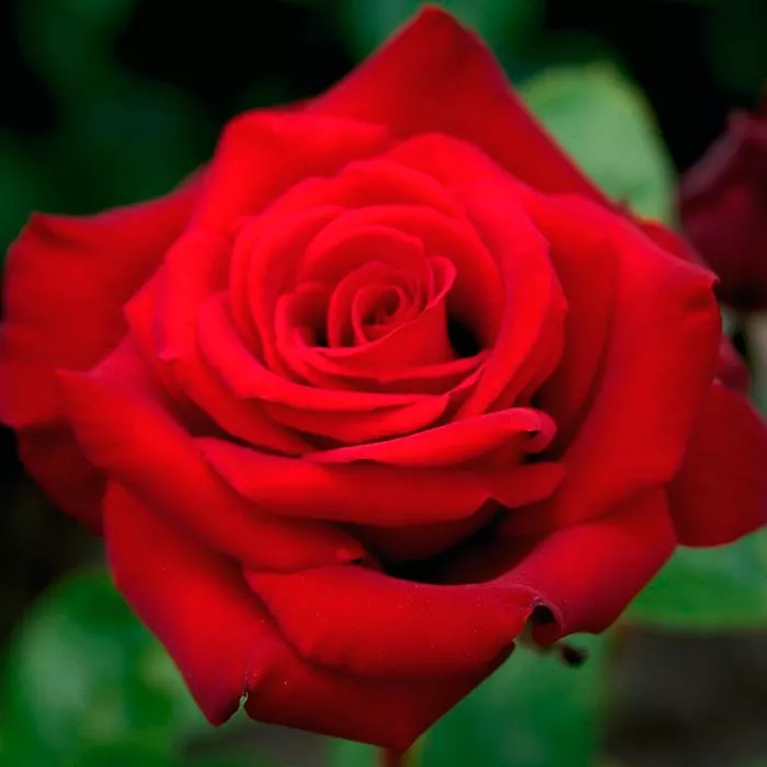 Роза чайно-гибридная Эротика v5 Tim 