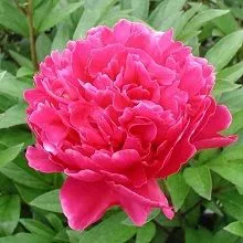 Пион травянистый Бучела (в тубе) 