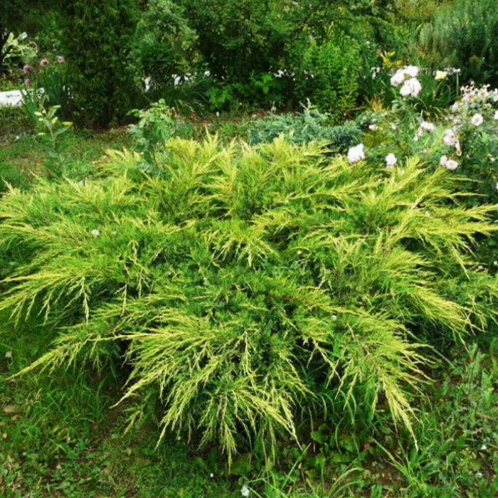 Растение можжевельник средний Goldkissen P9 UL 