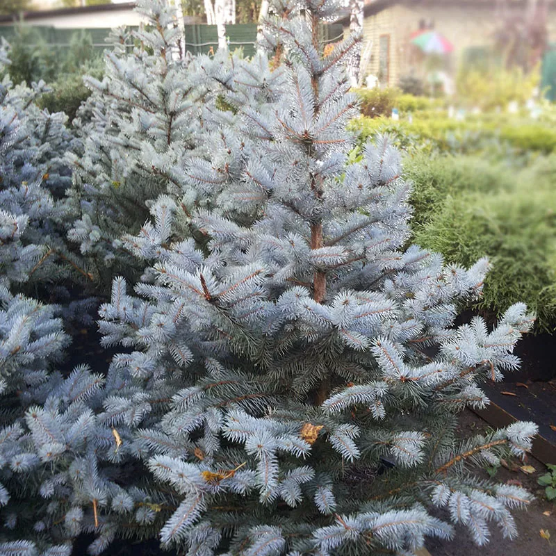 Eль колючая Супер Блю 50-60 C5  