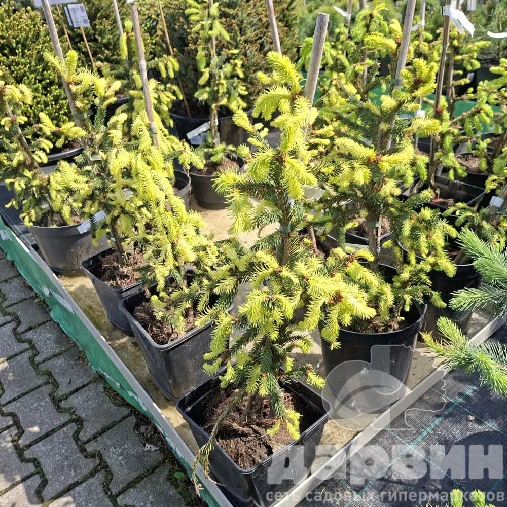 Ель обыкновенная Фробург 40-50 Mt 