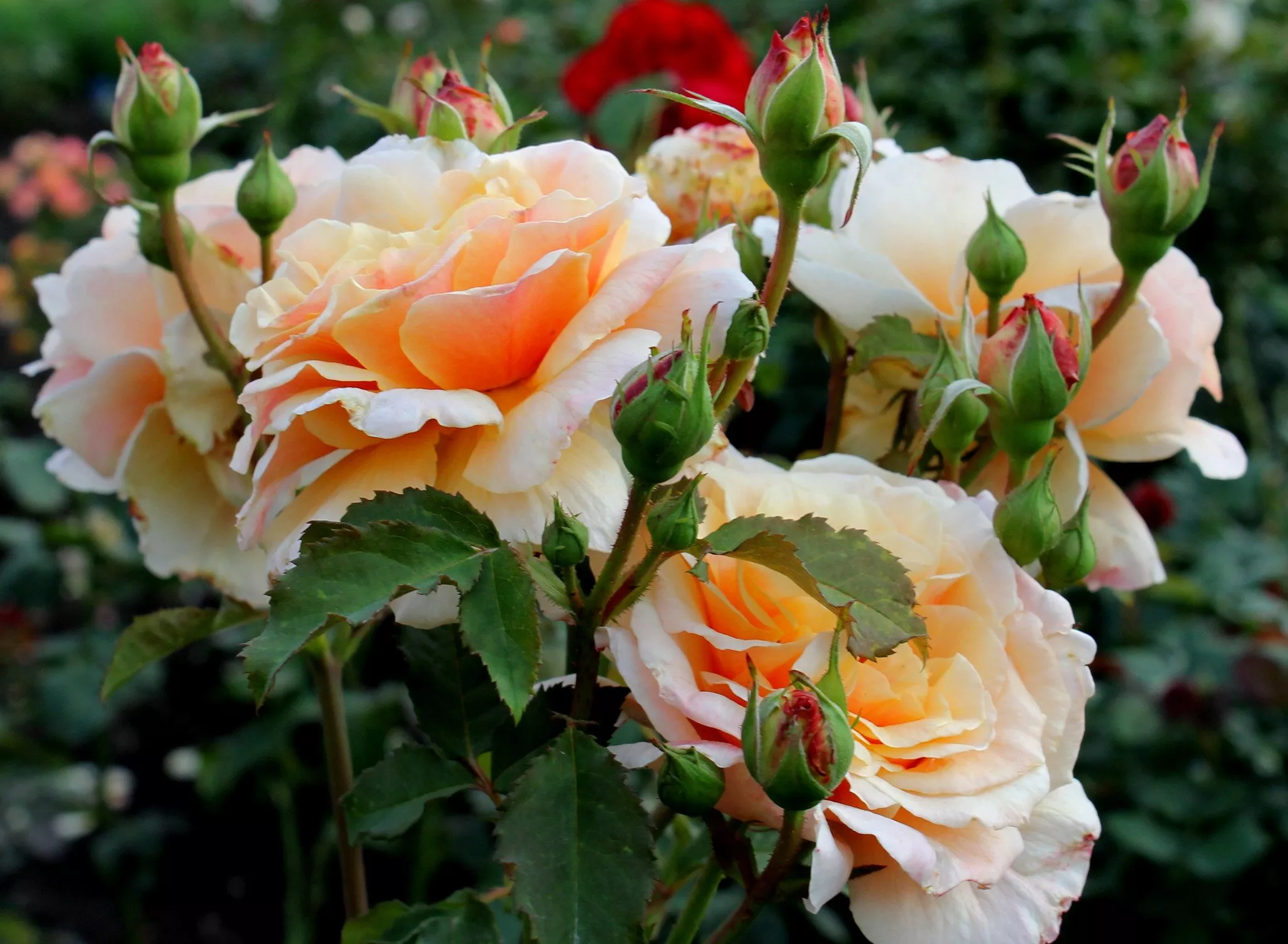 Роза чайно-гибридная Карамелла v5 Lav 